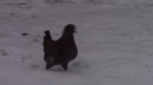 Голуби порода "Кинг". Голубки 2017г.