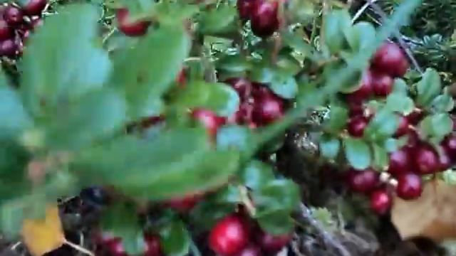 брусника смотреть онлайн