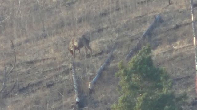 Охота на медведя 2023. Пришли изюбри. смотреть онлайн