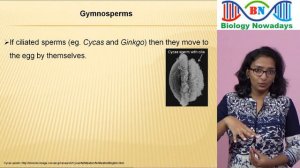 Gymnosperms | Plant kingdom