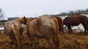Кобылы на продажу/советский тяжеловоз
