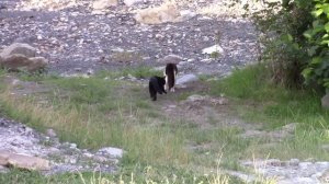 2017_06_09_ПЛАСТУНКА_СОЧИ.mp4