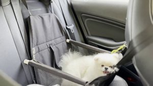 День предпенсионера.