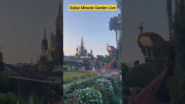 Dubai Miracle Garden Live | Dubai tour 2022-2023|DUBAI MIRACLE GARDEN Tours & Ticket price |SHAMSHA