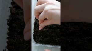 1.Посев семян. Началось. 2021г. Виола Рококо.