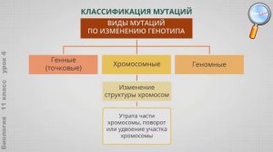 Биология 11 класс (Урок№4 - Механизмы эволюционного процесса.)