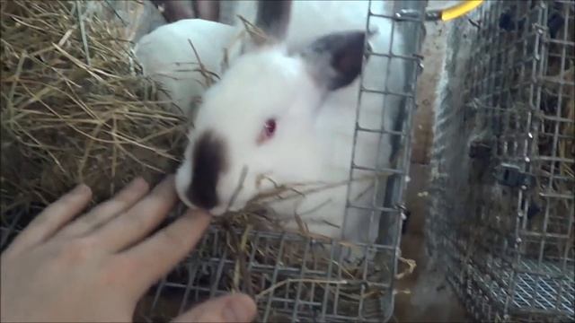 Мясная порода кроликов Калифорнийский кролик смотреть онлайн