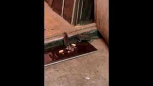 Клей для крыс-отличное средство!!!