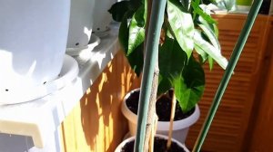 Результаты прививок на дерево сад.  Домашние лимоны на балконе. Цитрусовые приросты и плоды.