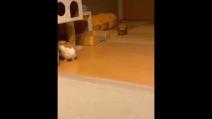 Смешное Видео С Кошками И Собаками ? ? #27