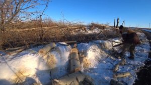 Пилим тополь на дрова  развеем миф про тополь