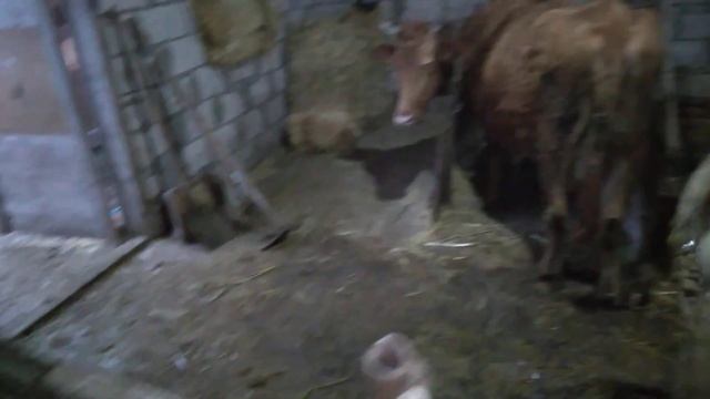 дали клички телятам