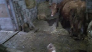 дали клички телятам