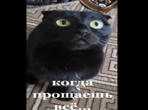 коллекция "кошачих" мини приколов