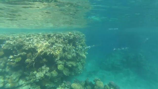 Рыбы-флейты смотреть онлайн