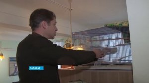 Канарейка лучшая певчая птица. Покупайте канареек.