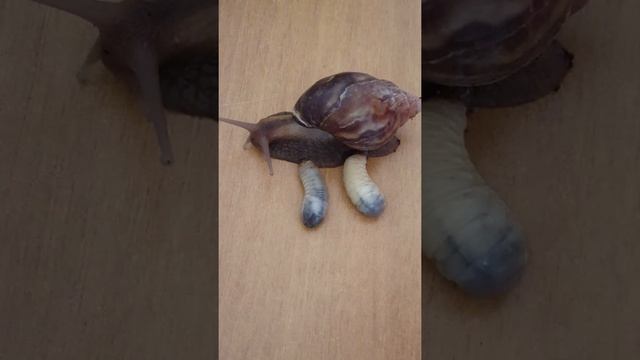 Личинки жука носорога vs улитка смотреть онлайн