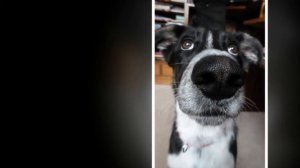 Забавные животные