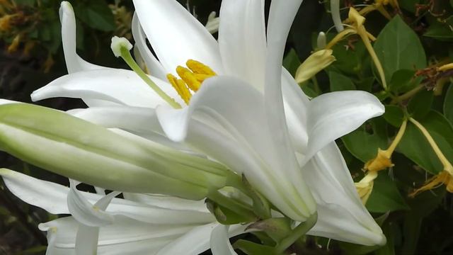 Liliom смотреть онлайн