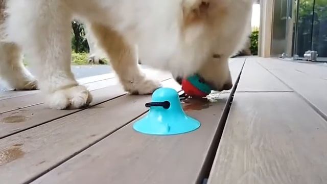 Игрушка для собак / мяч на присоске / для жевания / для чистки зубов смотреть онлайн