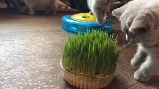 Котята и трава