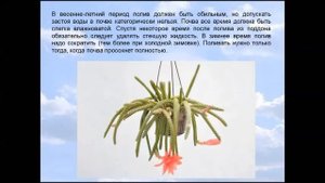 Апорокактус