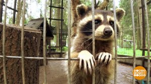 "Санаторий" для животных. Доброе утро. Фрагмент выпуска от 08.10.2019