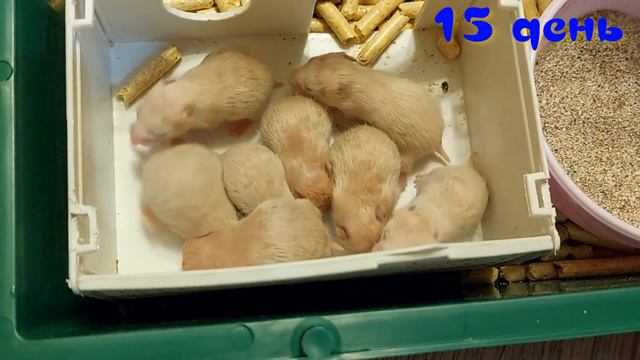ХОМЯЧКИ ОТ 11 ДО 20 ДНЯ ПОСЛЕ РОЖДЕНИЯ (HAMSTERS FROM 11 TO 20 DAYS AFTER BIRTH)