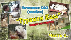 Экскурсия по питомнику "Туркмен Кала". Обзор.