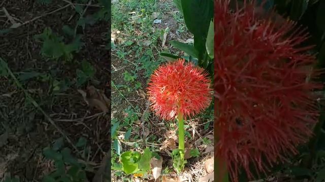 Football Lily, Scadoxus multiflorus