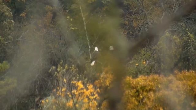 Decorah Eagles 10-8-18 1:49 pm Mom and DM on the maple смотреть онлайн