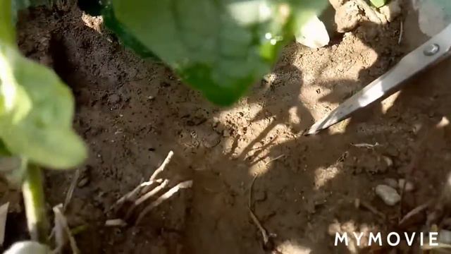 How To Protect Crown Of Gerbera From Rotting //Tips To Care Gerbera Plant In Summer.