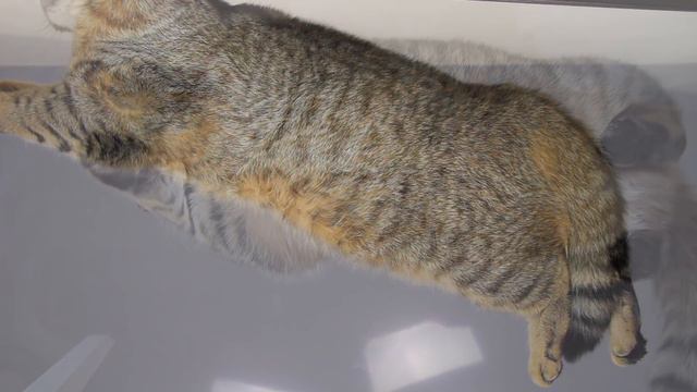 Вызов принят ВИД СНИЗУ. Забавные Животные смотреть онлайн