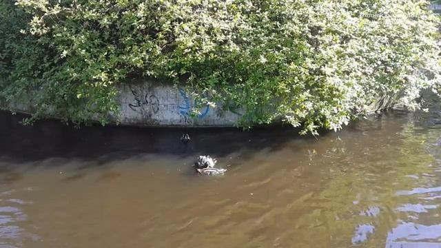 Размножение городских уток смотреть онлайн