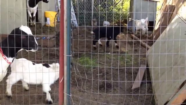 Козлики играются смотреть онлайн