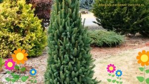 Ель обыкновенная Купрессина. Краткий обзор, описание характеристик picea abies Cupressina