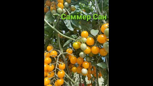 ОБЗОР ТОМАТА Суперчерри !!! САММЕР САН (Summer Sun) Израиль. смотреть онлайн