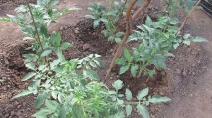 Обзор теплицы с томатами через 2 недели после высадки в грунт