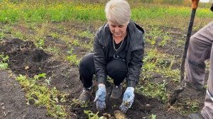 Картофель ТЕРРА , просто пушка!