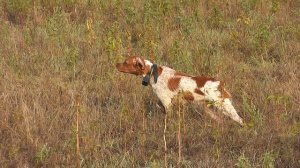 Эпаньел бретон Одри по перепелу,Крым 2018г.