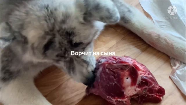 Сыроед смотреть онлайн