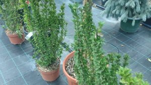 Бересклет японский Бенкомасаки  .