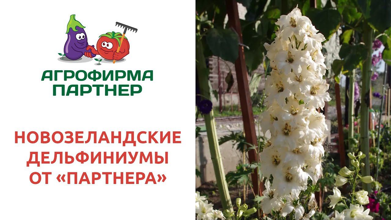 НОВОЗЕЛАНДСКИЕ ДЕЛЬФИНИУМЫ ОТ АГРОФИРМЫ ПАРТНЕР