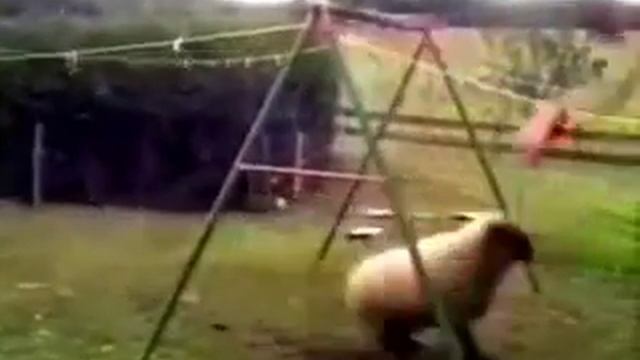 Баран против качелей смотреть онлайн