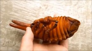 Жук Геркулес   цикл роста от личинки и до конца