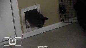 Коты застряли, приколы с котами, которые застряли в самых неподходящих местах 2020