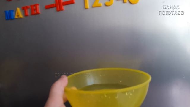 ? ✉ Можно ли научить двух волнистиков говорить? Да!)))