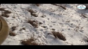 Натаска собаки по кровяному заячьему следу.