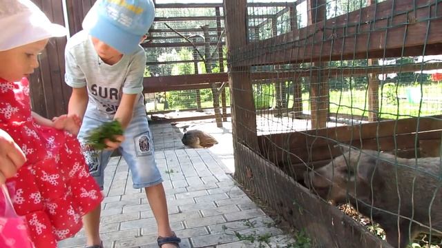 Коттедж-парк "Славна", Ахтырка, свиньи , павлины, Ворскла. 2017 смотреть онлайн