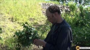 Берёзовые веники